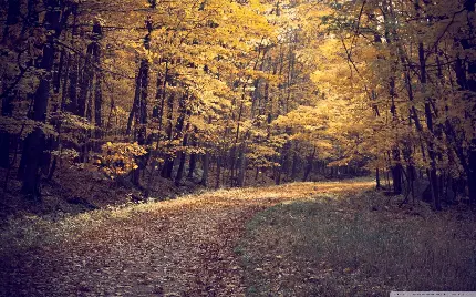 تصویر با کیفیت از جنگل بی روح و سرد پاییز