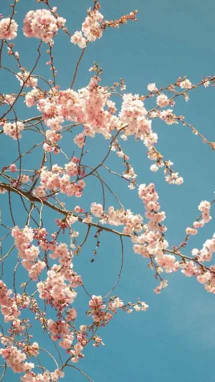 زیباترین والپیپرهای درختان گل دار بهاری برای بک گراند گوشی