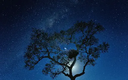دانلود پس زمینه جدید برای لپ تاپ تک درخت زیر نور ماه 