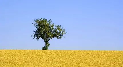 عکس درخت تنها و سبز حاکی از انعطاف پذیری در بیابان