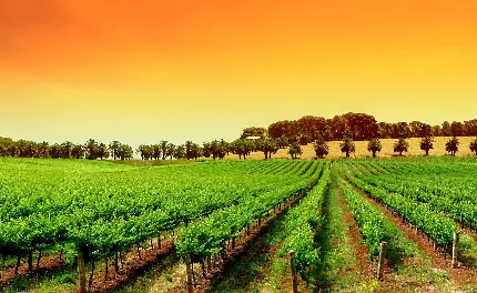 عکس پروفایل برای تیک تاک