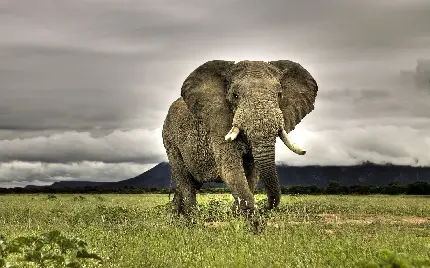 عکس فیل در چمنزار نزدیک کوه های کلیمانجارو بلندترین کوه آفریقا 