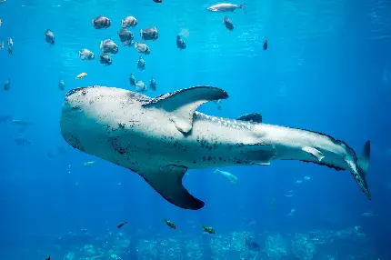 عکس جالب ترین حیوان دریایی شناخته شده به اسم کوسه نهنگ