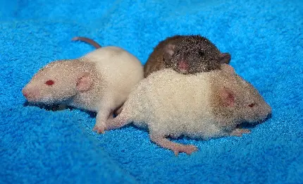 دانلود رایگان عکس زمینه موش های cute و خوشگل