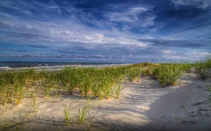 دانلود تصاویر زمینه با موضوع چمن های سرسبز و دلنواز ساحلی