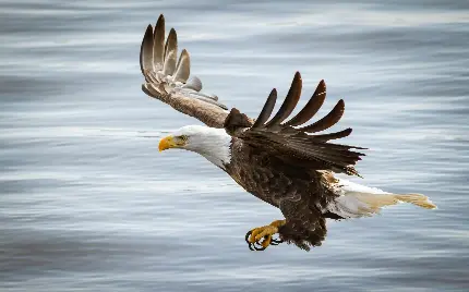 تصویر باشکوه پرواز عقاب امریکایی روی دریا برای گرفتن ماهی 