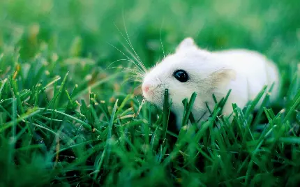 دانلود عکس کیوت موش کوچولوی سفید در سبزه ها 