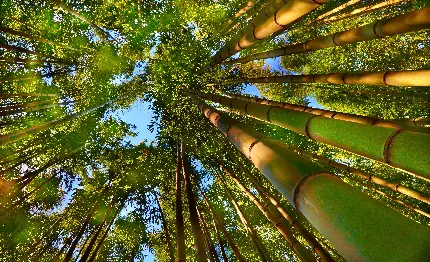 خفن ترین بکگراند طرح درختان واقعی بامبو با عالی ترین کیفیت 