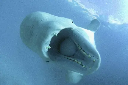 عکس زمینه با کیفیت از نهنگ بلوگا هنگامی که قصد شکار دارد 