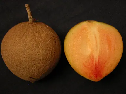 عکس بدون زمینه ساپودیلا یک انتخاب در میان میوه های گرمسیری
