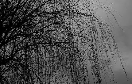 تصویر درخت بید خشک شده با زمینه آسمان ابری و خاکستری