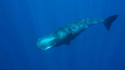 عکس نهنگ بزرگ و غول پیکر اسپرم در اعماق اقیانوس ها و دریاها