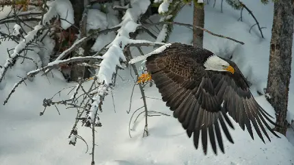 تصویر زمینه عقاب وحشی و بزرگ قدرتمندترین پرنده برای اینستاگرام