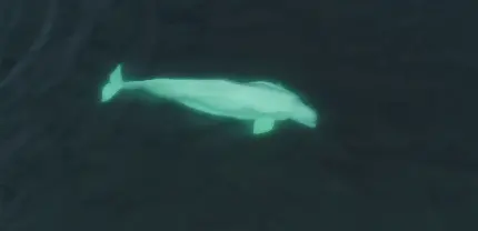 عکس گرفته شده از نهنگ بلوگا غول پیکر از نمای بالا