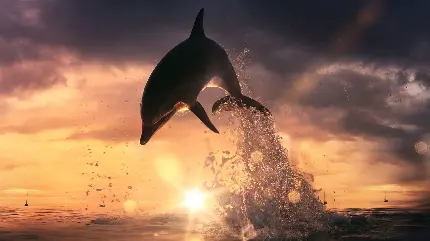 دانلود عکس زمینه خیره کننده از دلفین در دریای روبه غروب