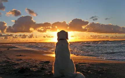 دانلود عکس پس زمینه با طرح‌ سگ پشمالو درحال تماشای غروب آفتاب