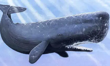 عکس نمای شگفت انگیز زیر آب از شنای نهنگ های گوژپشت عنبر یا اسپرم در اقیانوس