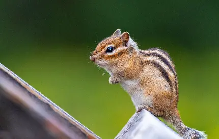 عکس سمورچه یا موش‌خرمای زمینی با کیفیت بالا