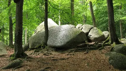 دانلود بکگراند جذاب و دیدنی از سنگ طبیعی داخل جنگل سرسبز 
