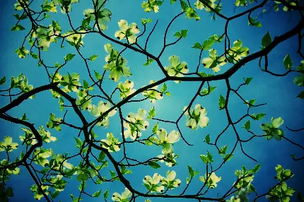 عکس فانتزی چشم نواز شاخه پراز گل درخت با زمینه آبی آسمانی