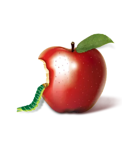 دانلود تصویر PNG انواع سیب خوش رنگ بدون پس زمینه و بک گراند