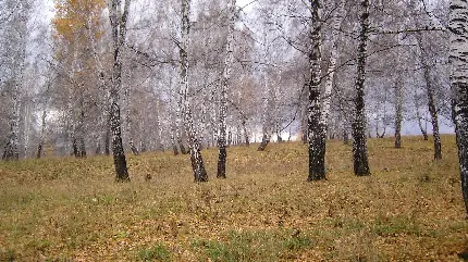 تصویر زمینه پاییزی از درختان خشک شده بدون برگ 