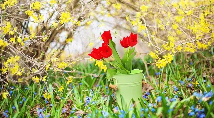 عکس پس زمینه بهاری برای کامپیوتر از یک گلدان فوق العاده زیبا