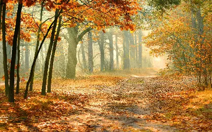 والپیپر خیلی عالی با موضوع جنگل در پاییز با نور خورشید