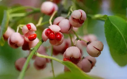 عکس زمینه و والپیپر با طرح خاص و دیدنی در پشتت زمینه فلو و محو