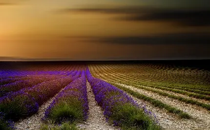 عکس خیلی خوشگل و باکیفیت از مزرعه گیاه اسطوخودوس با طبیعت چشم نواز
