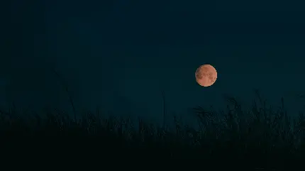 عکس استوک خاص باکیفیت HD قرص ماه در شب تاریک غمگین در گوشه ای از چمنزار