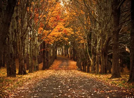 عکس رنگ‌های گرم پاییزی در دنیای رنگارنگ و افسون شده‌ی پاییزی 