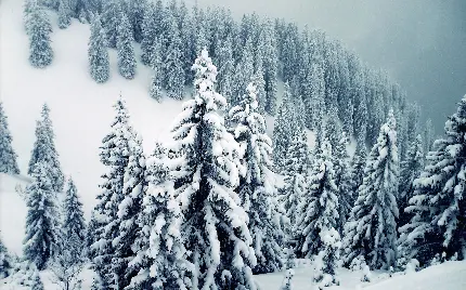 عکس زمستان پر برف و کولاک با درختان سفید پوش و جذاب 