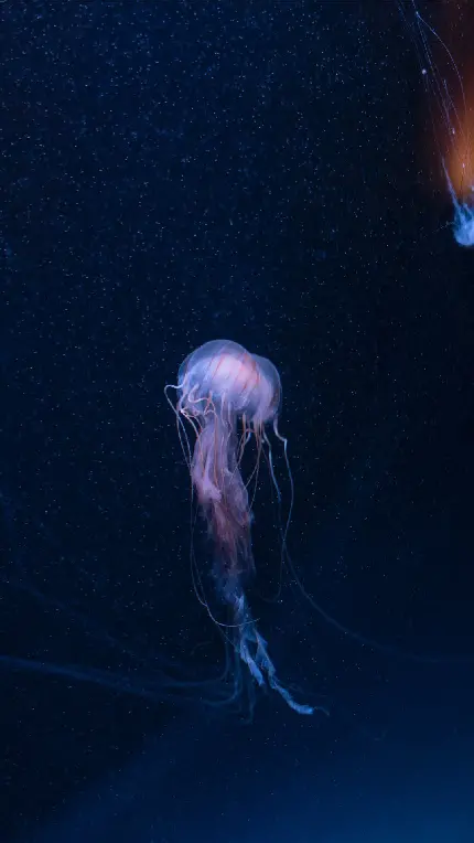 تصویر زمینه عروس دریایی واقعی در دنیای تاریک زیر آب