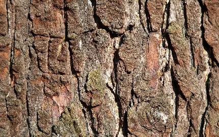 با کیفیت ترین تصویر پوست تنه درخت گرفته شده با گوشی آیفون 