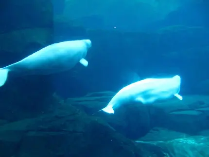 والپیپر برای علاقه مندان به حیوانات زیر دریا با موضوع نهنگ بلوگا