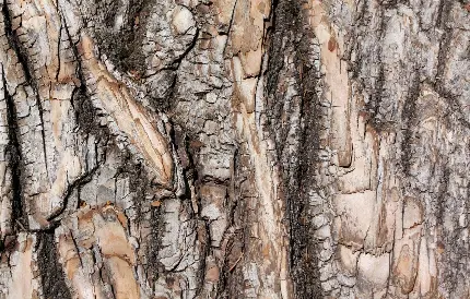 عکس ساده از تکسچر و بافت پوششی پوست تنه درخت 