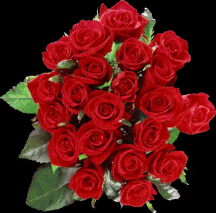 عکس های پی ان جی PNG دسته گل رز قرمز عاشقانه دوربری شده