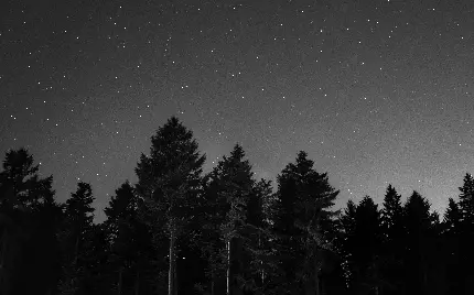 تصویر خوشگل زمینه سیاه سفید جنگل کاج در شب پرستاره