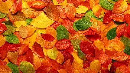 تصویر پروفایل فانتزی گرافیکی از برگ های زیبای کوچک پاییزی 