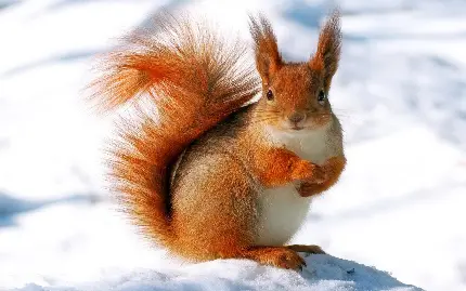 عکس استوک سنجاب قرمز کیوت روی زمین برفی سفید