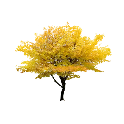 زیباترین تصویر PNG درخت پاییزی گرافیکی انیمیشنی رایگان و با کیفیت 