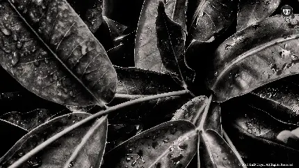 تصویر سیاه سفید عکاسی هنرهای زیبا از شبنم های روی برگ