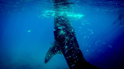 بلندترین کوسه نهنگ whale shark جهان با کیفیت فورکی 4k 