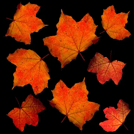 دانلود رایگان تصویر PNG پی ان جی دور بری شده زمینه مشکی طرح برگ های پاییزی قرمز 