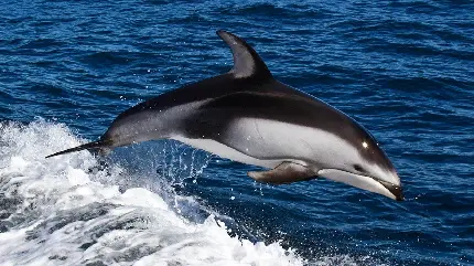 والپیپر با وضوح بالا از پرش دلفین در اقیانوس 
