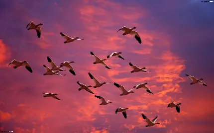 تصویر پرواز رویایی پرندگان برای چاپ پوستر و تابلو 