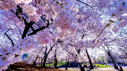 تصویر زمینه بهاری فول اچ دی از درخت پر از شکوفه های صورتی