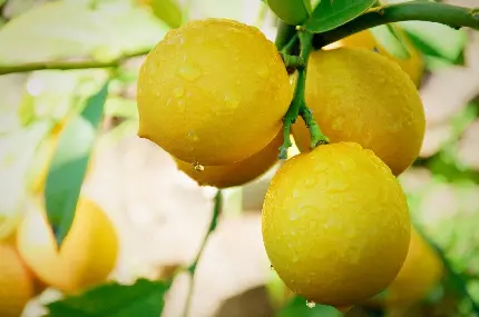 دانلود عکس با کیفیت و صنعتی از لیمو ترش تازه و خوش رنگ