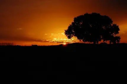 عکس زمینه درخت تنها در دشت هنگام غروب نارنجی خورشید
